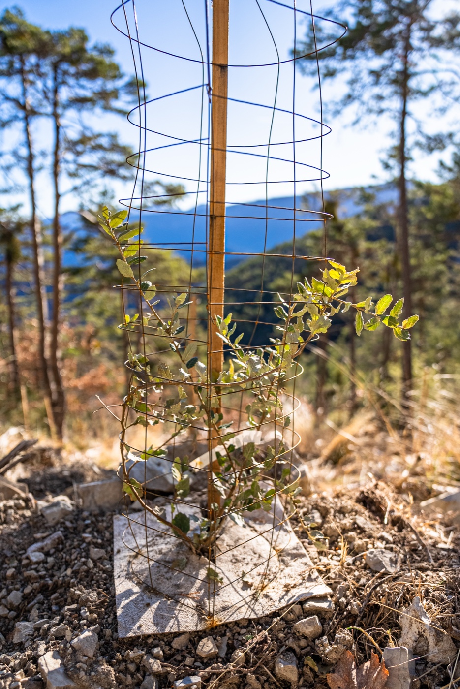 Plant protégé par le grillage Vertessor